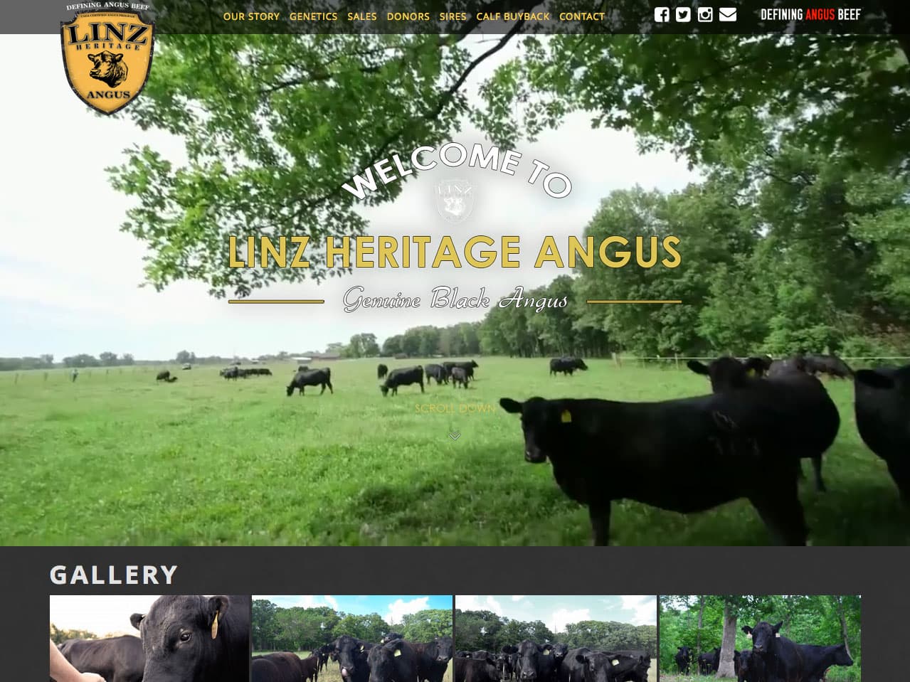 A screenshot of a web page for a wholesale meat company with a logo emblem in yellow and black in the upper-left, some links in yellow to the right in a navigation bar and below that, a large masthead image of some black cattle seen grazing in a large field near some trees at mid-day wit the words "Welcome to Linz Heritage Angus" overlaid on top in white and yellow